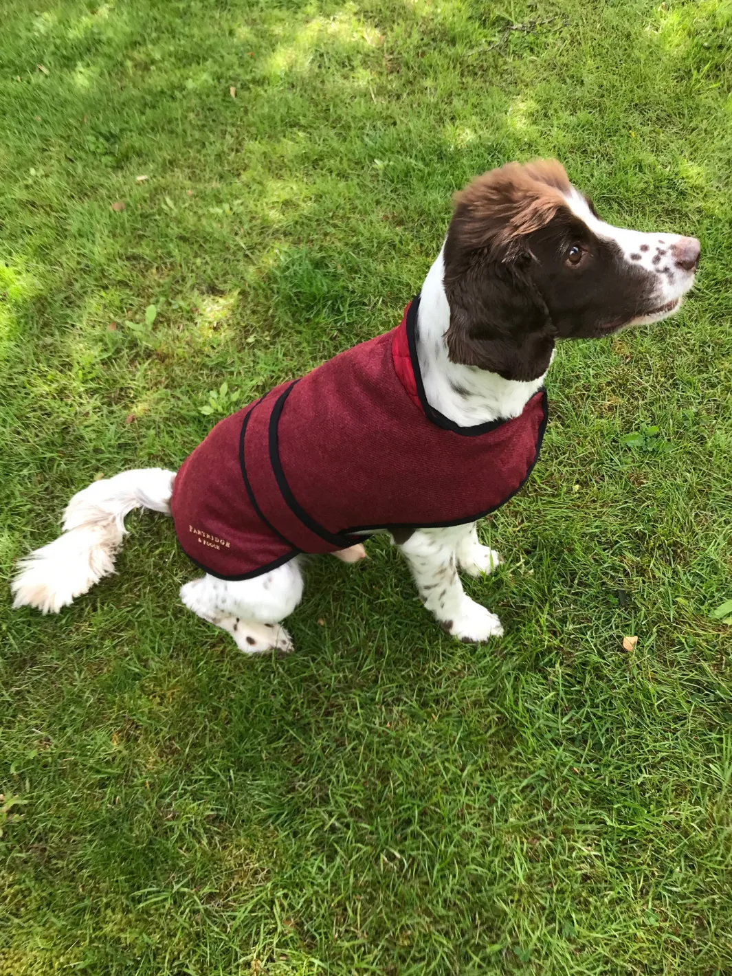 Dog Coat - Red Tweed