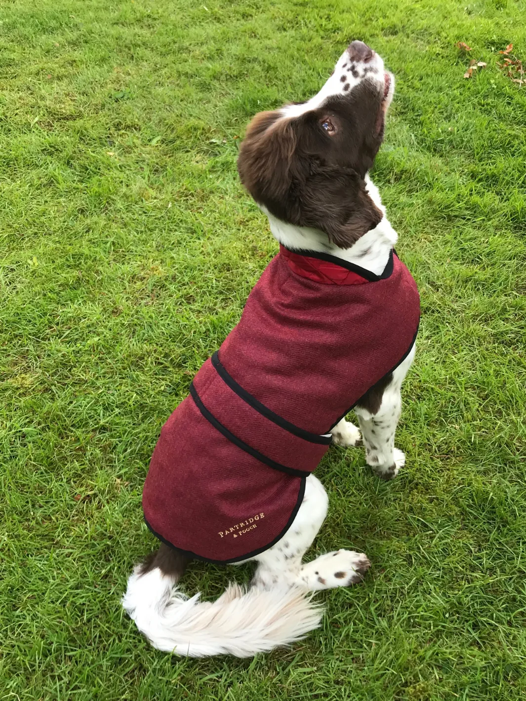 Dog Coat - Red Tweed