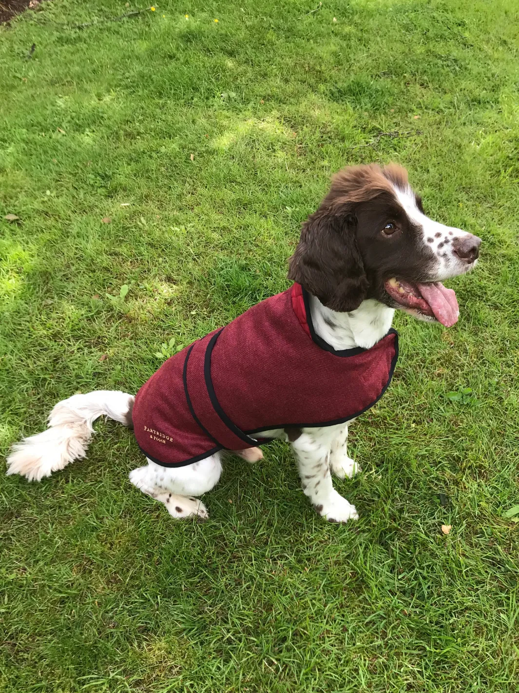 Dog Coat - Red Tweed