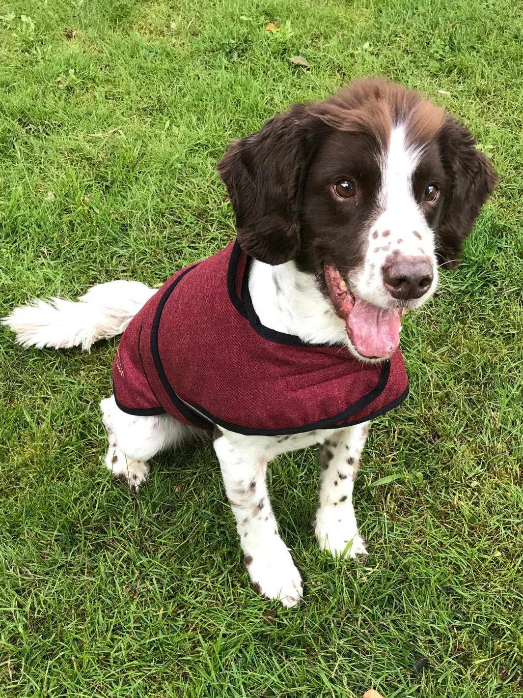 Dog Coat - Red Tweed