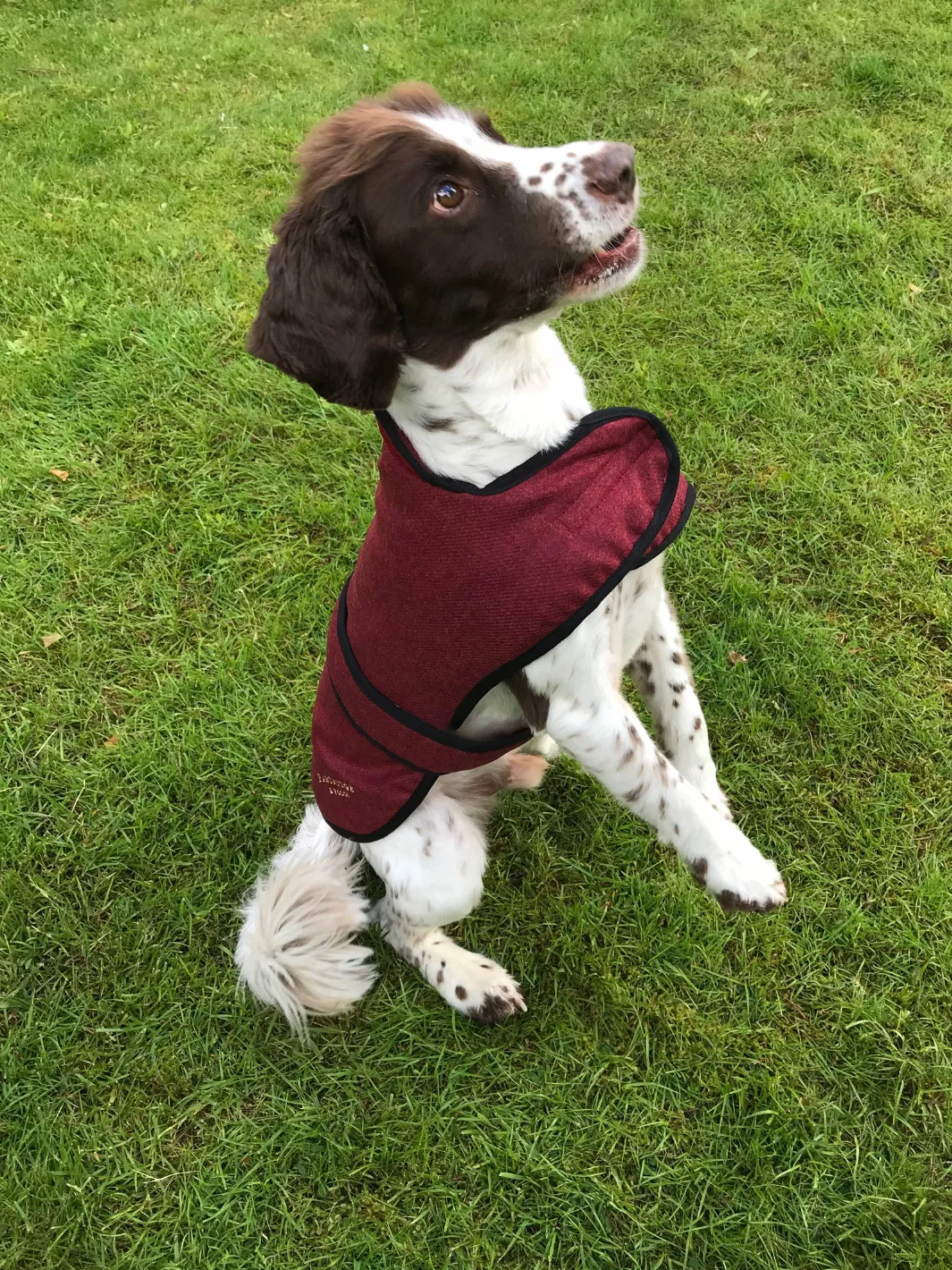 Dog Coat - Red Tweed