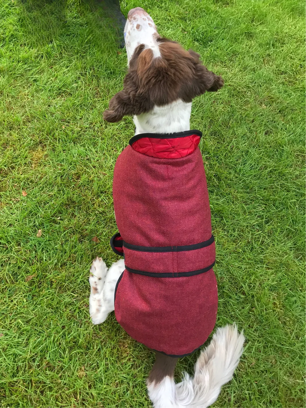 Dog Coat - Red Tweed